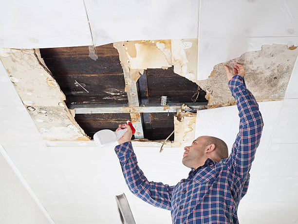 Best Industrial Mold Remediation  in Apalachin, NY